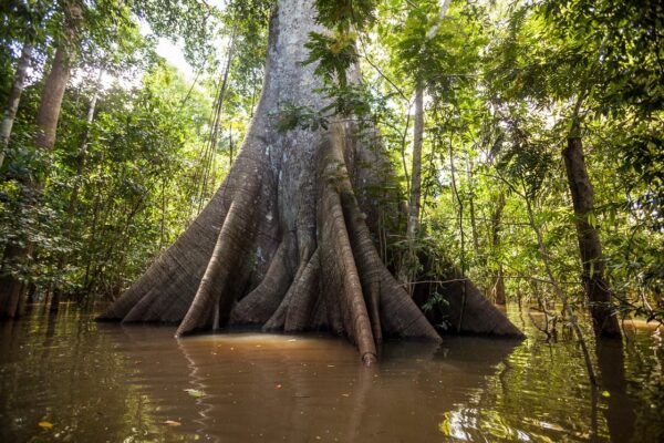 Pacote Amazônia